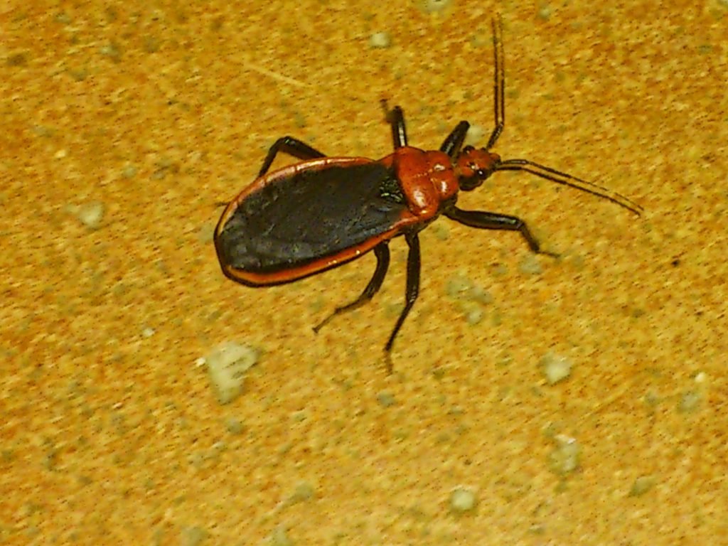 An unidentified Costa Rican insect
