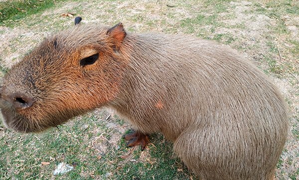 A Paraguayan Carpincho